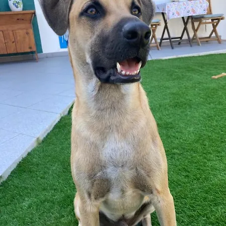 Berlenga ゲストハウス