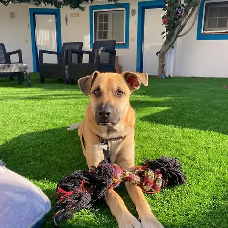 ゲストハウス Berlenga